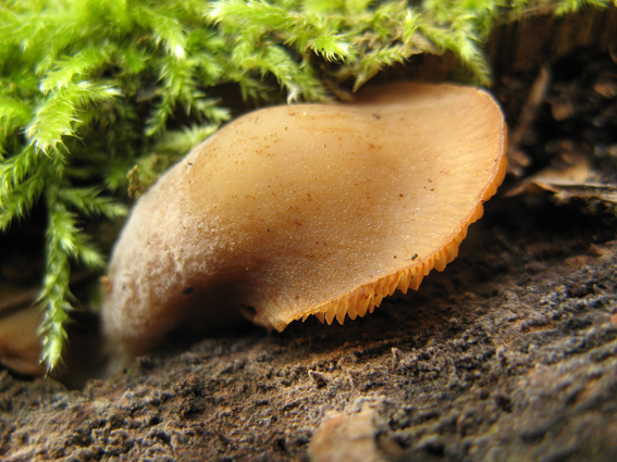 hlivník hniezdovitý ? Phyllotopsis nidulans (Pers.) Singer