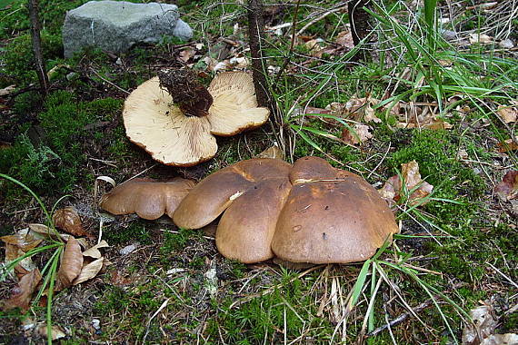 čechračka tmavohlúbiková Tapinella atrotomentosa (Batsch) Šutara