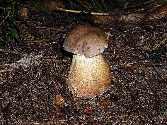 podhríb žlčový Tylopilus felleus (Bull.) P. Karst.