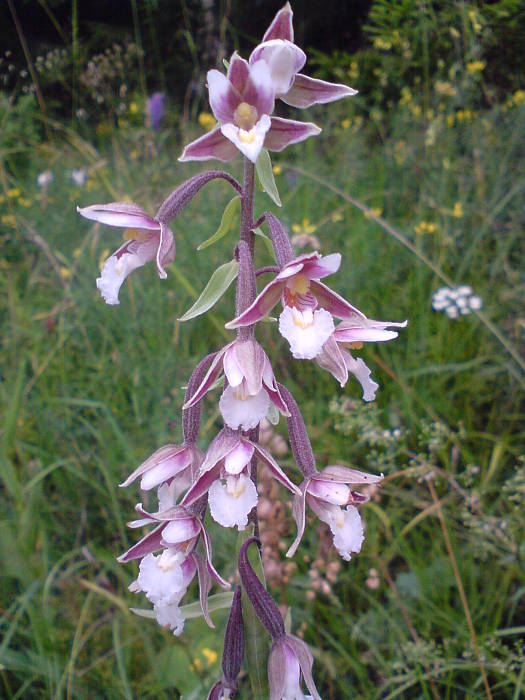 kruštík močiarny   Epipactis palustris