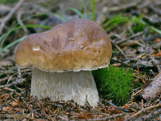 hríb smrekový Boletus edulis Bull.