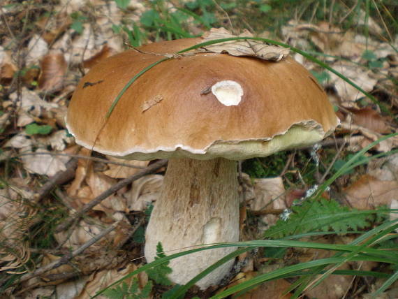 hríb smrekový Boletus edulis Bull.