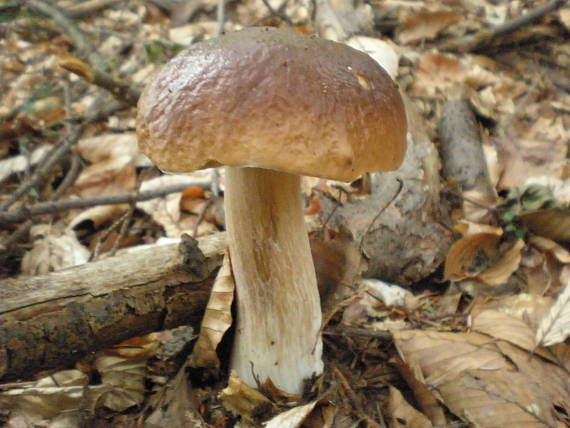 hríb smrekový Boletus edulis Bull.