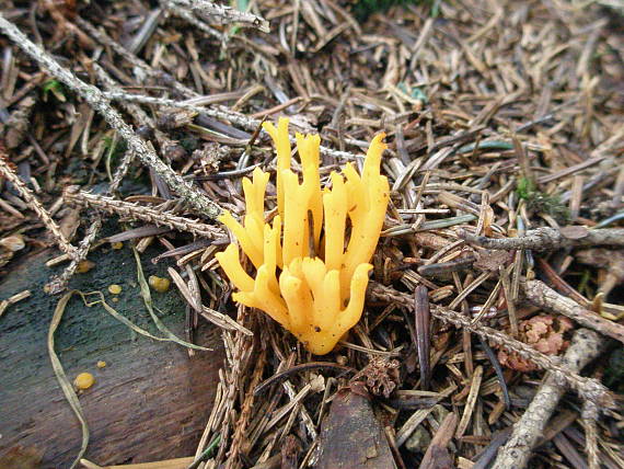 parôžkovec lepkavý Calocera viscosa (Pers.) Fr.