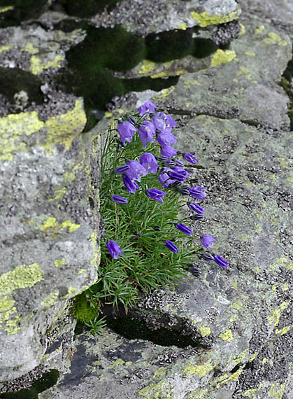 zvonček okrúhlolistý sudetský - zvonek okrouhlolistý sudetský Campanula rotundifolia subsp. sudetica (Hruby) Soó