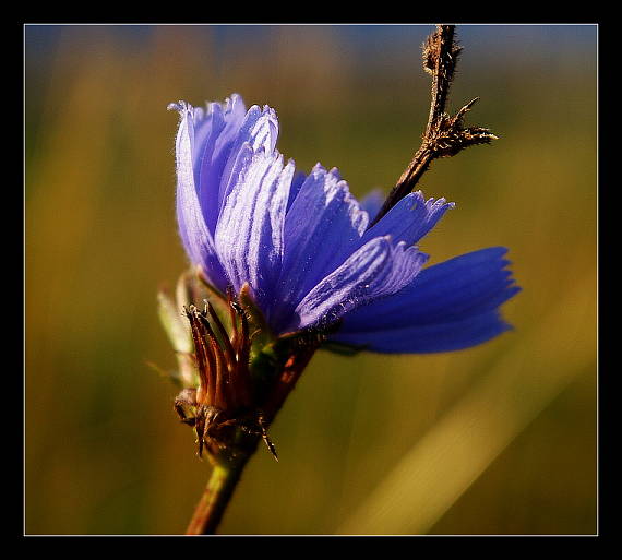 čakanka obyčajná Cichorium intybus L.