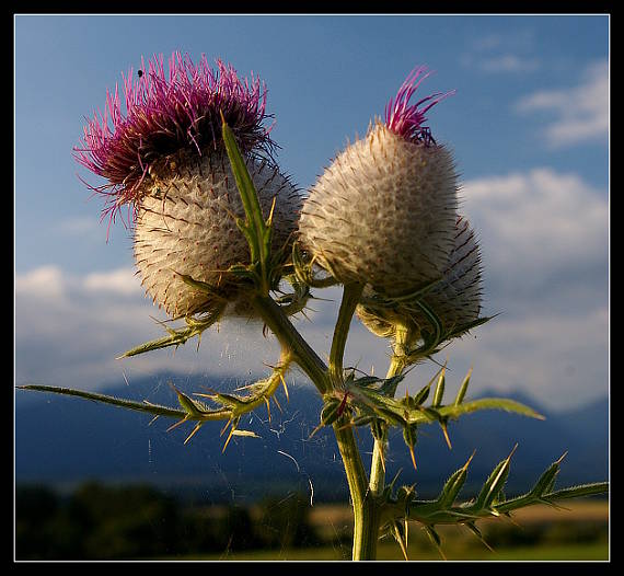 pichliač bielohlavý Cirsium eriophorum (L.) Scop.