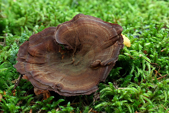 kožovník pásikavý - Dubkatec pohárkovitýs Coltricia perennis (L.) Murrill