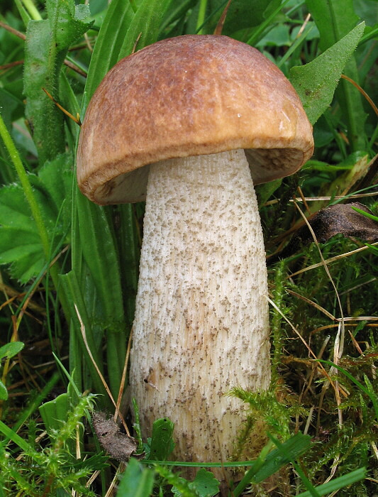 kozák brezový Leccinum scabrum (Bull.) Gray