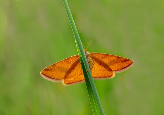 piadivka menšia Lythria cruentaria