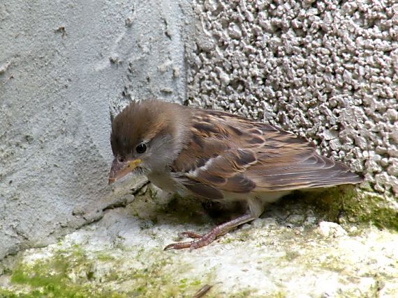 vrabec domový Passer domesticus