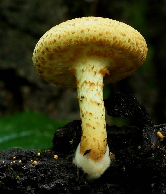 šupinovka  Pholiota sp.