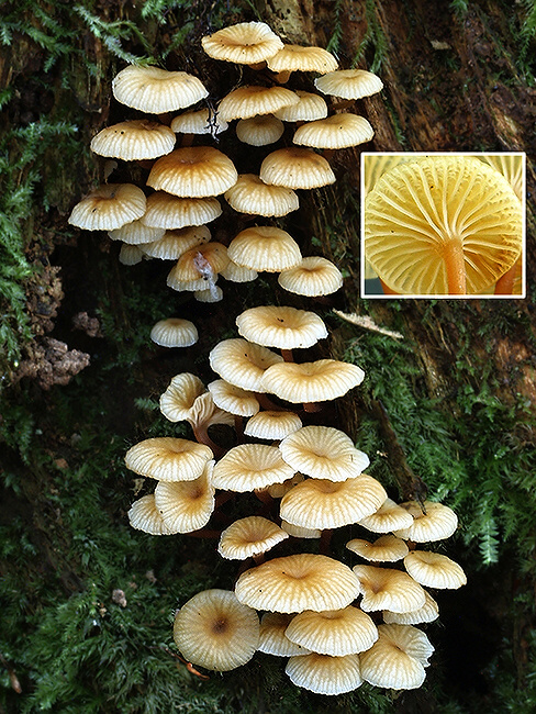 tanečnička zvončekovitá Xeromphalina campanella (Batsch) Maire