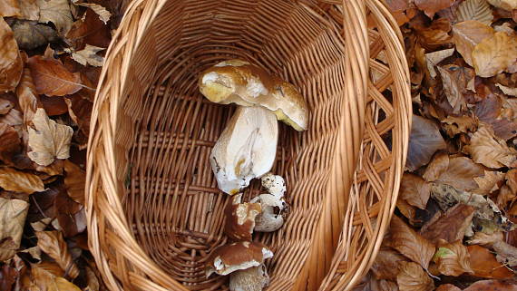 hríb smrekový Boletus edulis Bull.