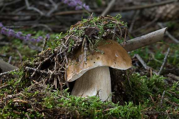 hríb smrekový Boletus edulis Bull.