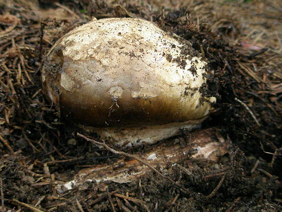 náramkovka cisárska Catathelasma imperiale (P. Karst.) Singer