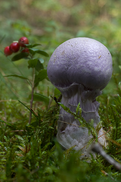 pavučinovec smradľavý Cortinarius traganus (Fr.) Fr.