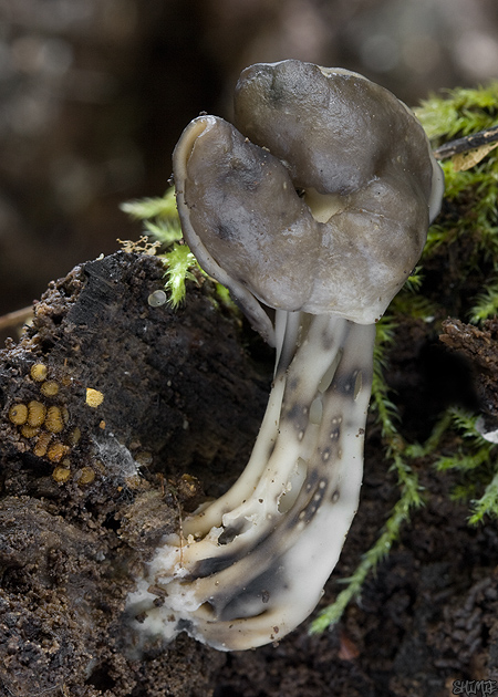 chriapač jamkatý Helvella lacunosa Afzel.