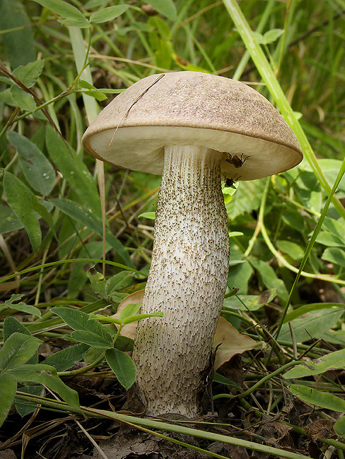 kozák topoľový Leccinum duriusculum (Schulzer ex Kalchbr.) Singer