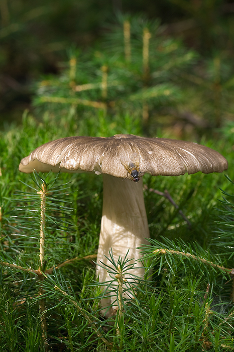 povraznica širokolupeňová Megacollybia platyphylla (Pers.) Kotl. & Pouzar