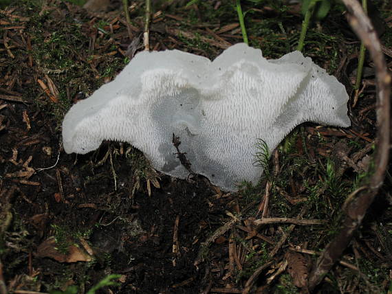 pajelenka želatínová Pseudohydnum gelatinosum (Scop.) P. Karst.