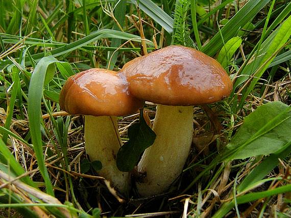 masliak zrnitý Suillus granulatus (L.) Roussel