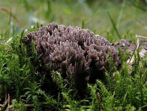 plesňovka smradľavá Thelephora palmata (Scop.) Fr.