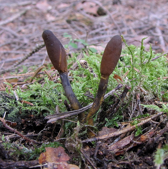 žezlovka srnková-	housenice cizopasná Tolypocladium ophioglossoides (J.F. Gmel.) Quandt, Kepler & Spatafora