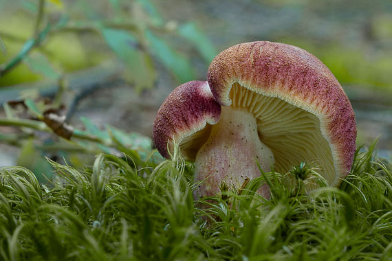 čírovec červenožltý Tricholomopsis rutilans (Schaeff.) Singer