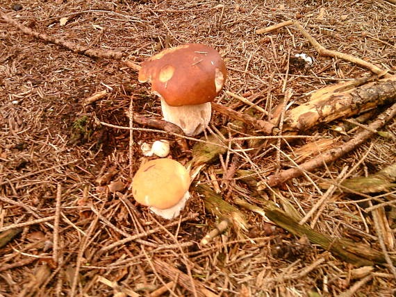 hríb smrekový Boletus edulis Bull.