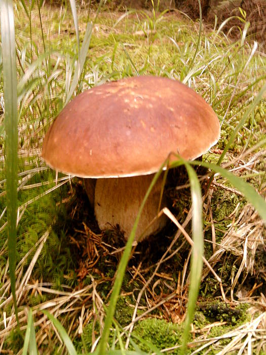 hríb smrekový Boletus edulis Bull.