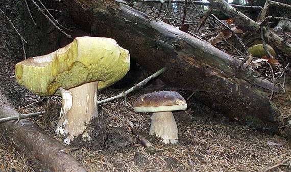 hríb smrekový Boletus edulis Bull.