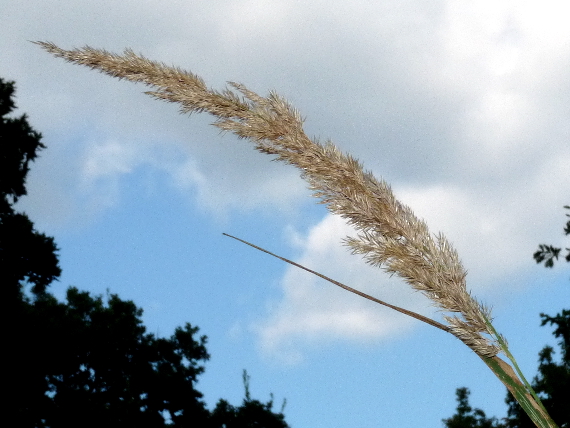 smlz kroviskový Calamagrostis epigejos (L.) Roth