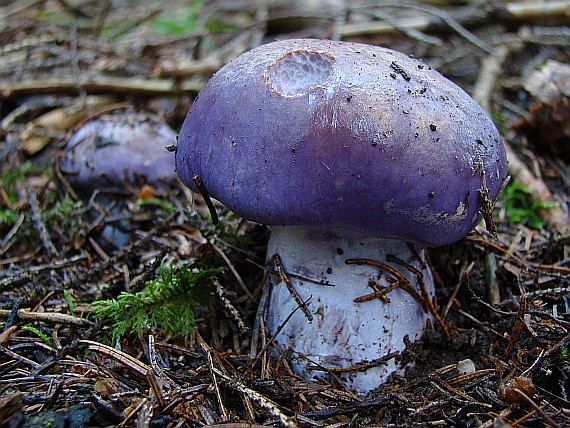 pavučinovec modrý Cortinarius caerulescens (Schaeff.) Fr.