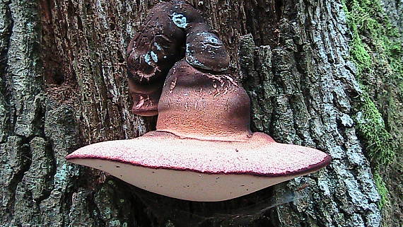 pečeňovec dubový Fistulina hepatica (Schaeff.) With.