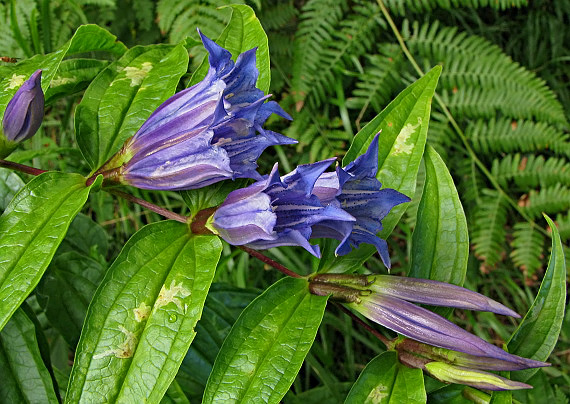 horec luskáčovitý Gentiana asclepiadea L.