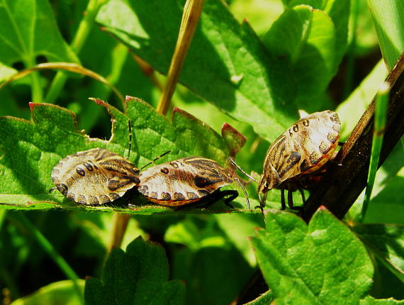 bzdocha pásava (mláďatá) Graphosoma italicum