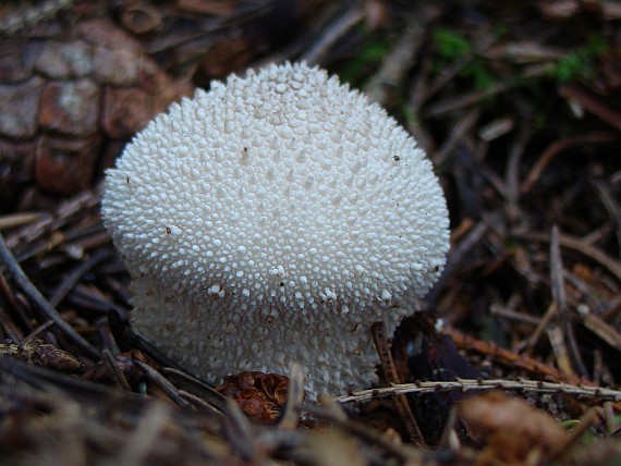 prášnica bradavičnatá Lycoperdon perlatum Pers.