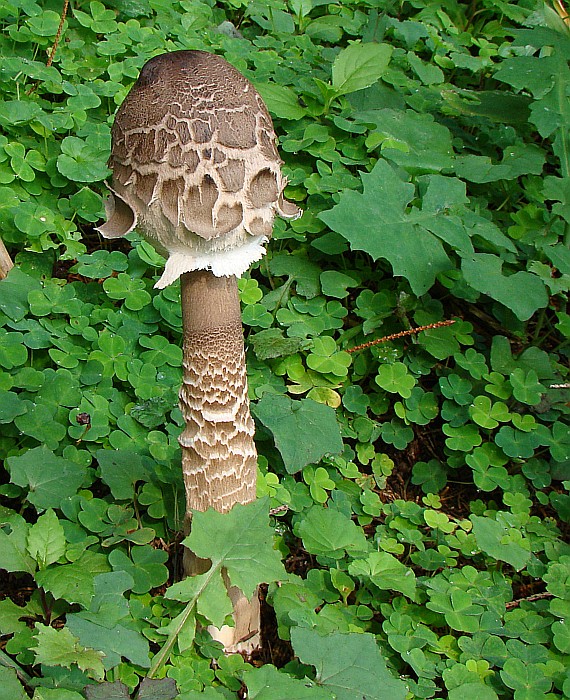 bedľa vysoká Macrolepiota procera (Scop.) Singer