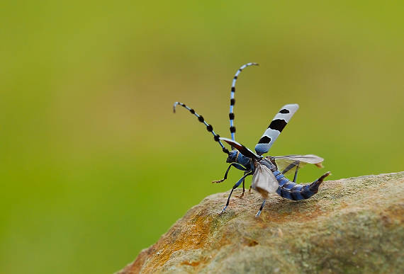 fúzač alpský Rosalia alpina