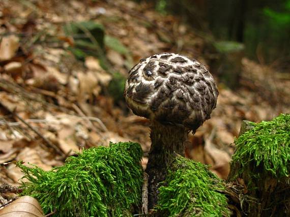 šiškovec šupinatý Strobilomyces strobilaceus (Scop.) Berk.