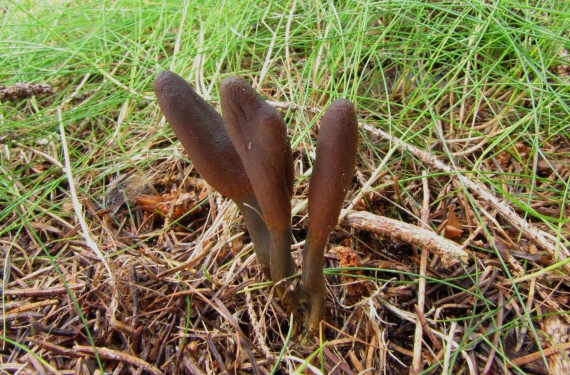 žezlovka srnková Tolypocladium ophioglossoides (J.F. Gmel.) Quandt, Kepler & Spatafora