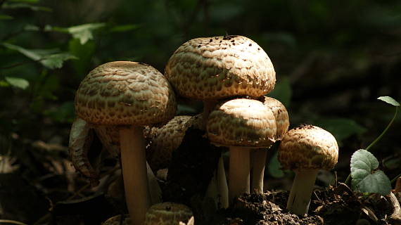 pečiarka trsovitá Agaricus bohusii Bon