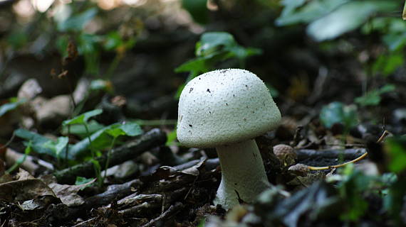 pečiarka Agaricus sp.