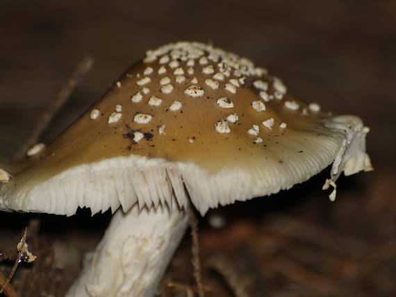 muchotrávka tigrovaná ? Amanita pantherina (DC.) Krombh.