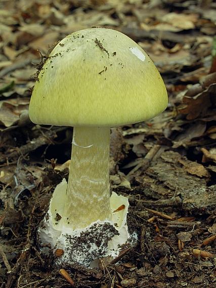 muchotrávka zelená Amanita phalloides (Vaill. ex Fr.) Link