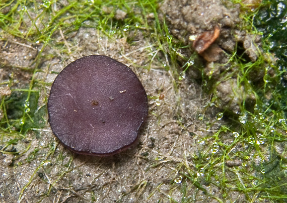 askobol zemný Ascobolus terrestris Brumm.