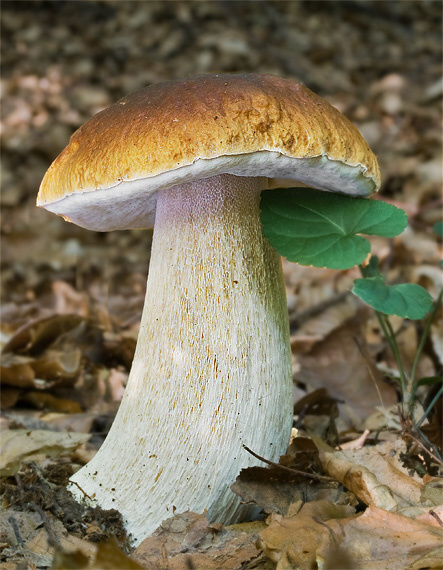 hríb smrekový Boletus edulis Bull.