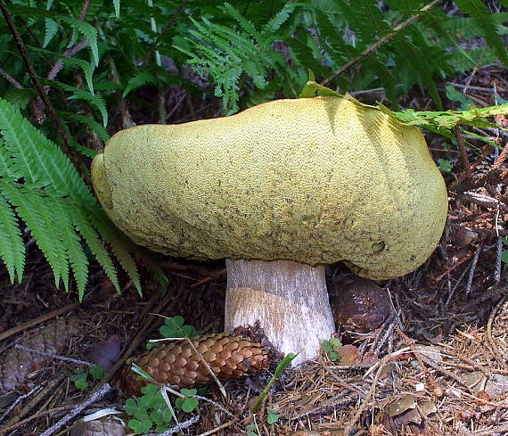 hríb smrekový Boletus edulis Bull.