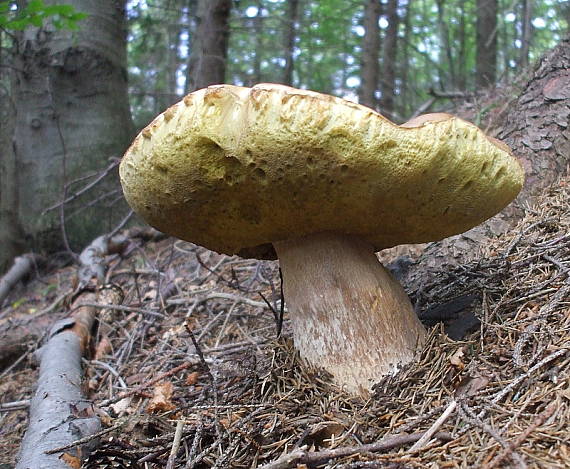 hríb smrekový Boletus edulis Bull.